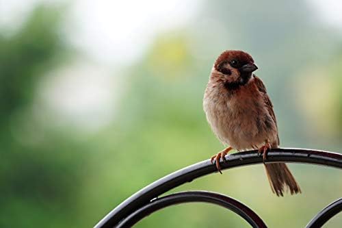 Sony E 70-350mm f/4.5-6.3 G OSS Lens - Versatile Telephoto Zoom Lens (SEL70350G) - Image 10