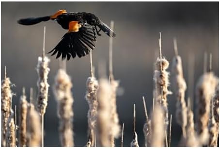 Nikon Nikkor Z 400mm F/4.5 VR S Lens - Premium Telephoto Performance - Image 5