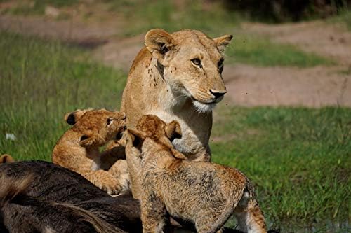 Sony E 70-350mm f/4.5-6.3 G OSS Lens - Versatile Telephoto Zoom Lens (SEL70350G) - Image 9