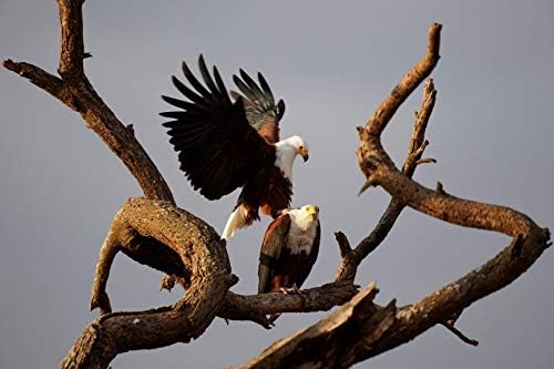 Sony E 70-350mm f/4.5-6.3 G OSS Lens - Versatile Telephoto Zoom Lens (SEL70350G) - Image 8