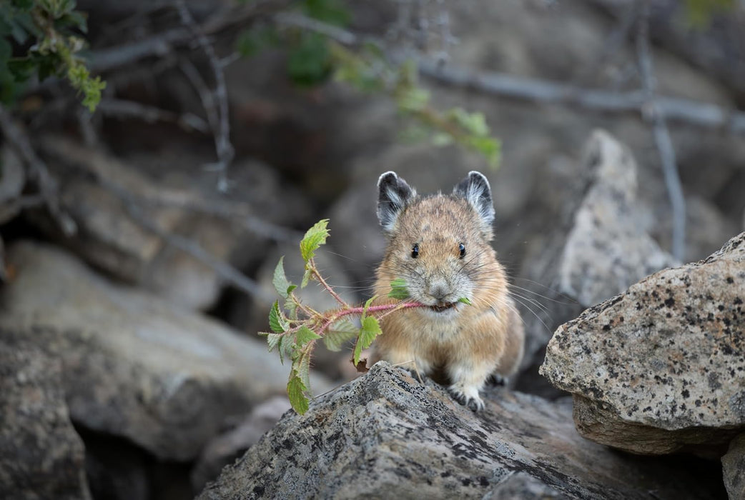 Nikon NIKKOR Z 600mm F/6.3 VR S Lens - Exceptional Telephoto Performance - Image 9