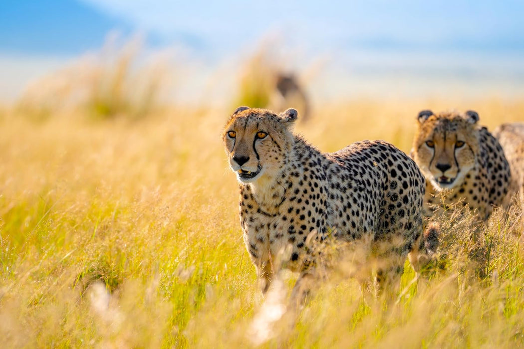 Tamron 150-500mm F5-6.7 Di III VC VXD Lens for Sony E - Professional Telephoto Zoom - Image 15