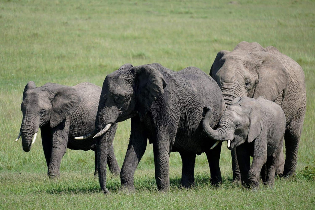 Sony E 70-350mm f/4.5-6.3 G OSS Lens - Versatile Telephoto Zoom Lens (SEL70350G) - Image 7